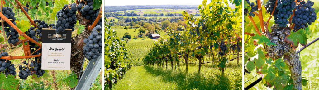 Rebpatenschaft Collage