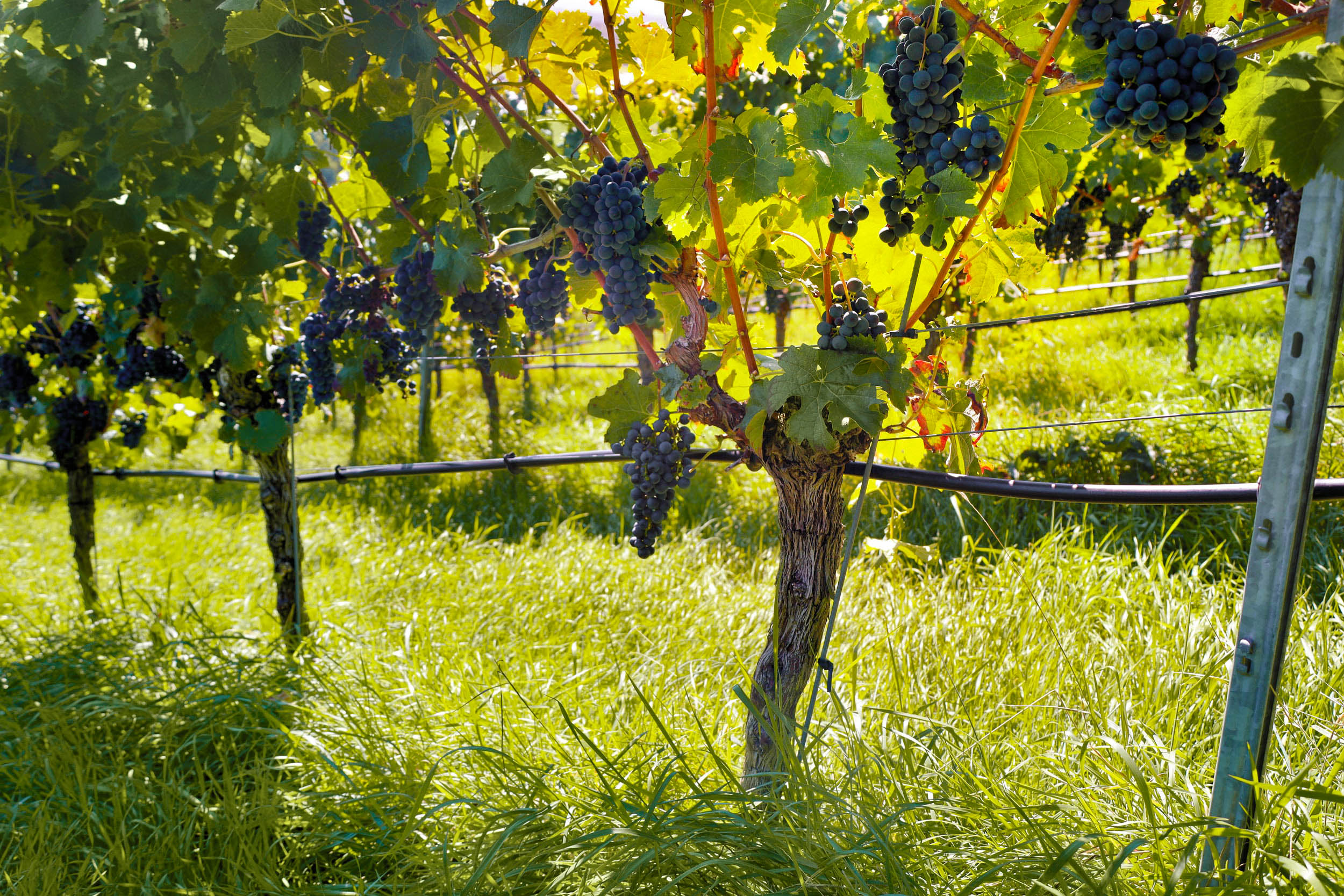 Pb Rebpatenschaft 0y7a6784 Web